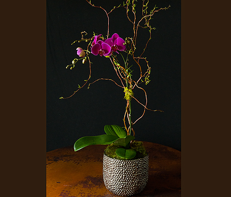 Pink Orchid $150